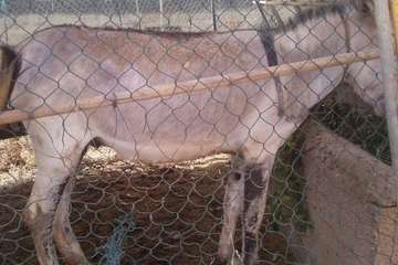 Animales rescatados en Telde/TA.